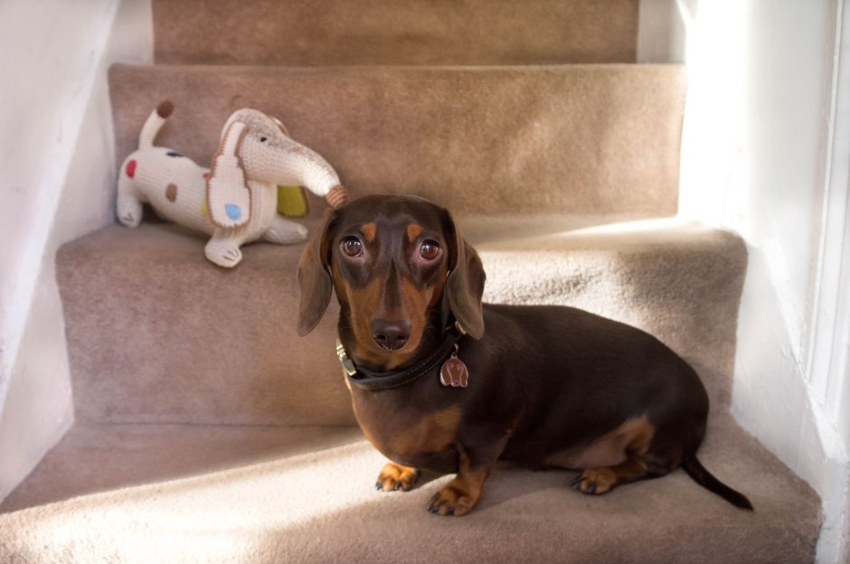 Мраморная карликовая такса