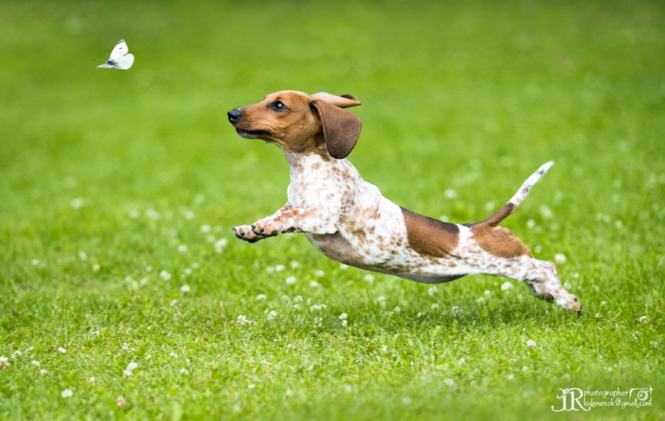 Пайболд такса длинношерстная