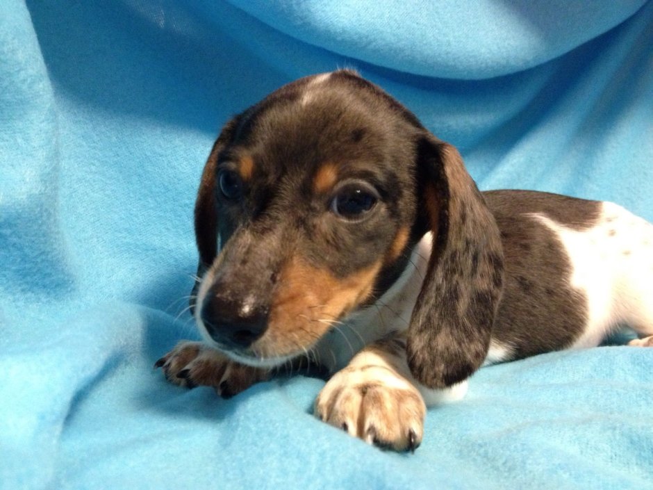 Королевская кроличья такса