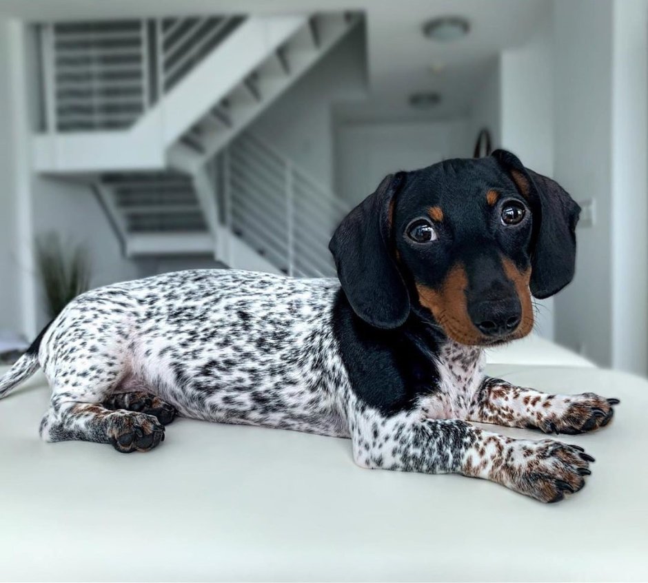 Пегая такса