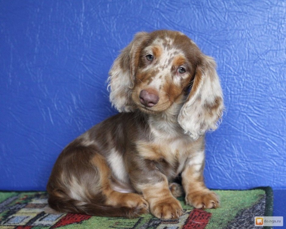 Такса мраморная альбинос