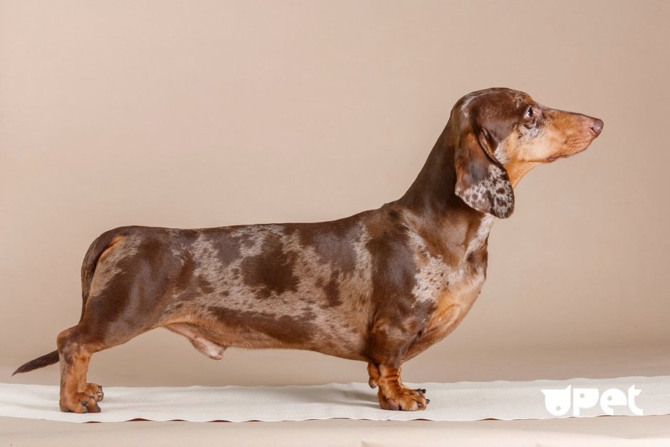 Такса мини кроличья