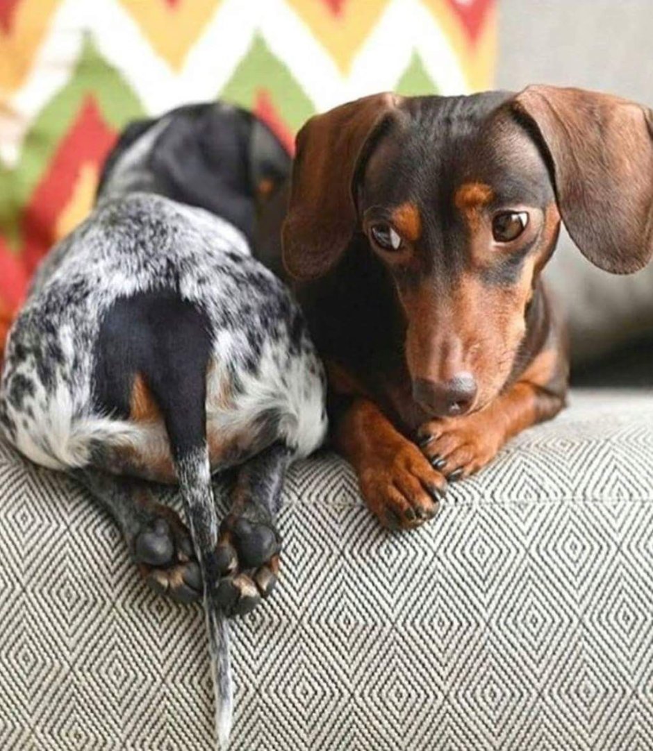 Мраморная карликовая такса