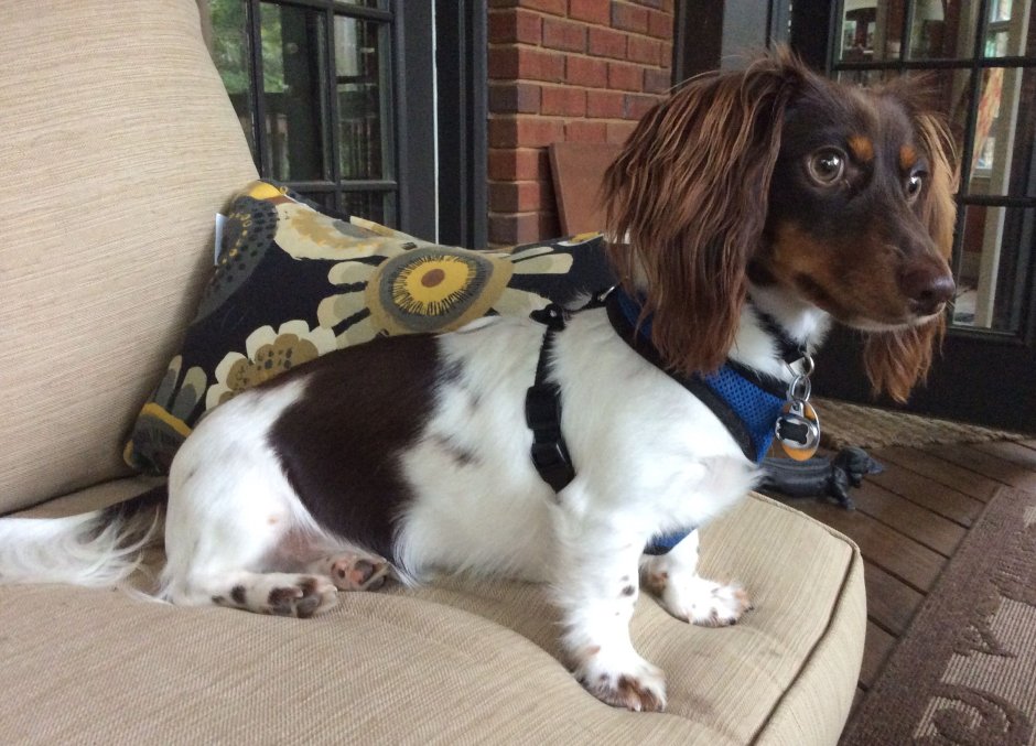 Такса пайболд