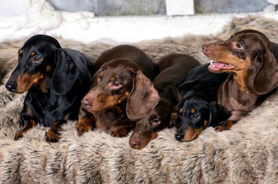 Американский пайболд такса