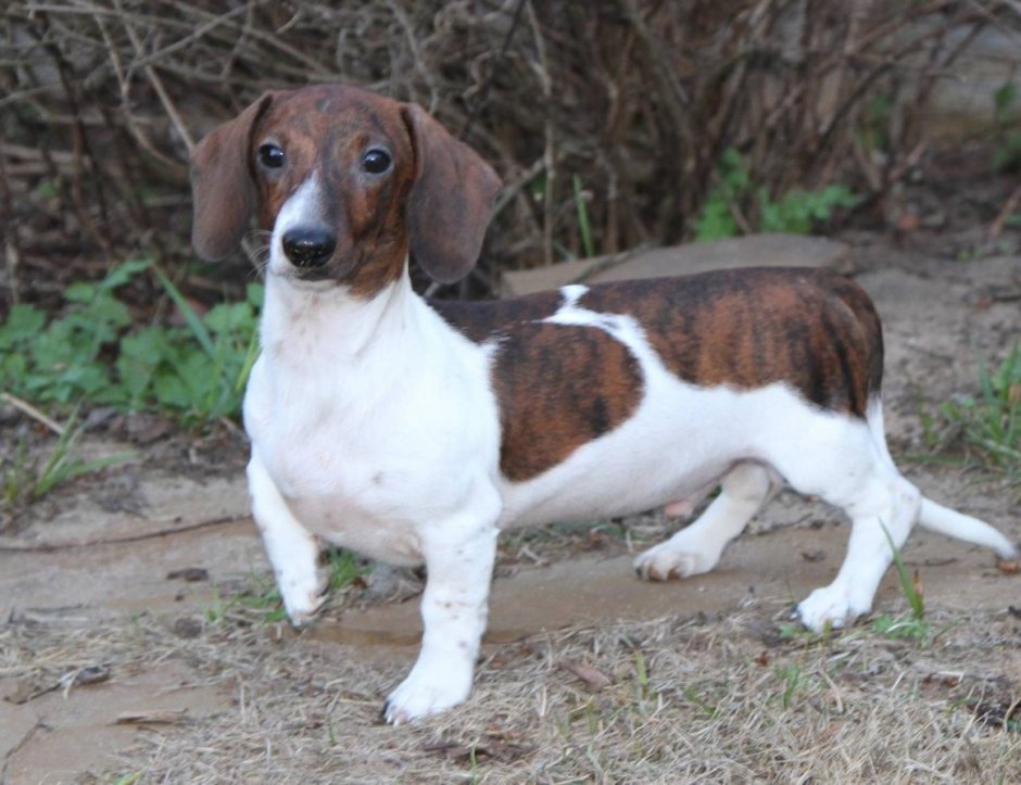 Такса далматинец