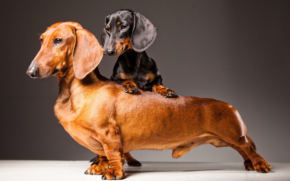 Мраморная карликовая такса