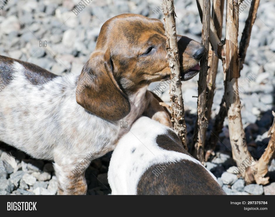 Пегая такса