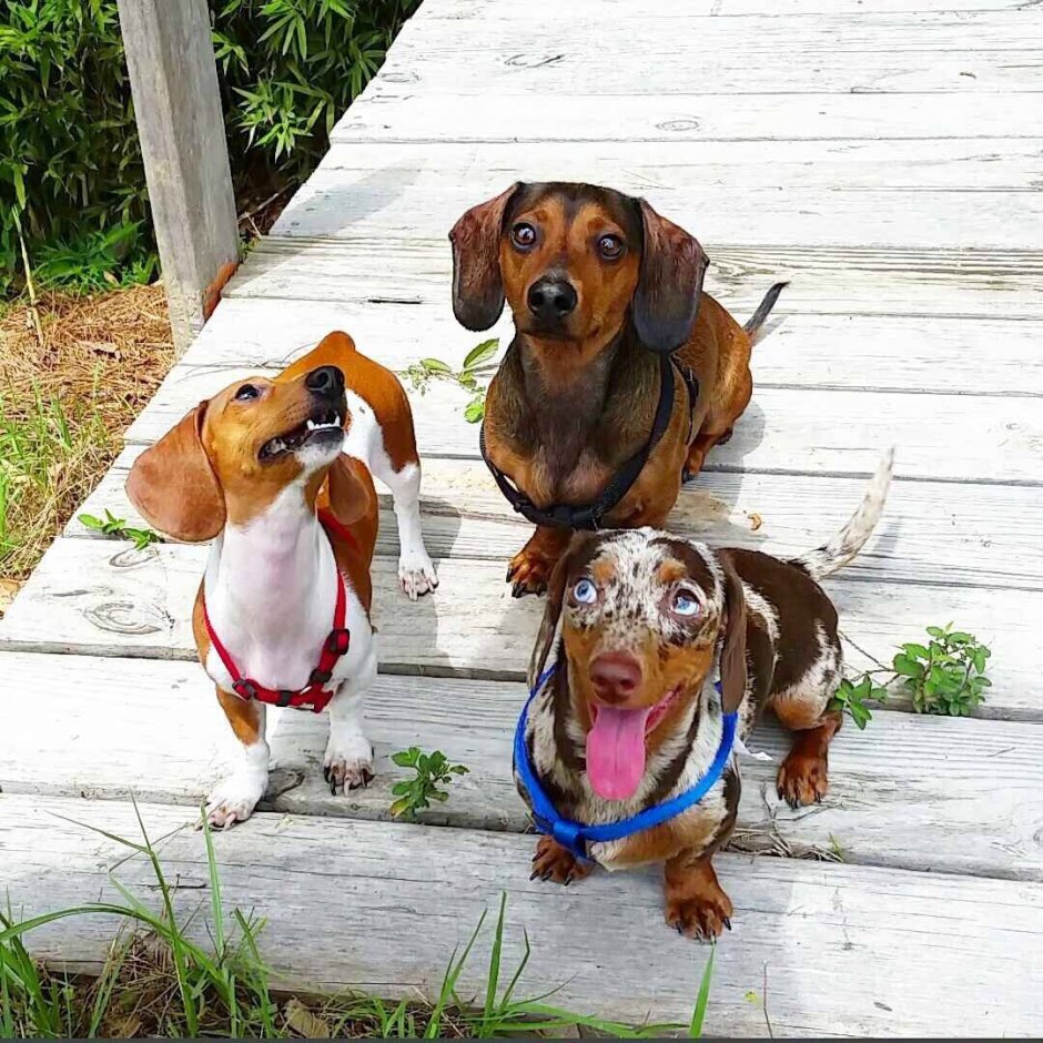 Такса пайболд