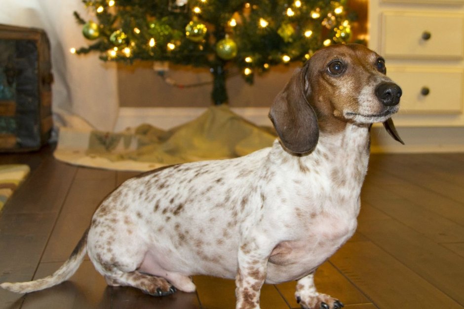 Трехшерстная такса