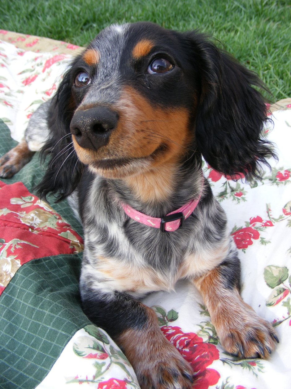 Такса сбоку