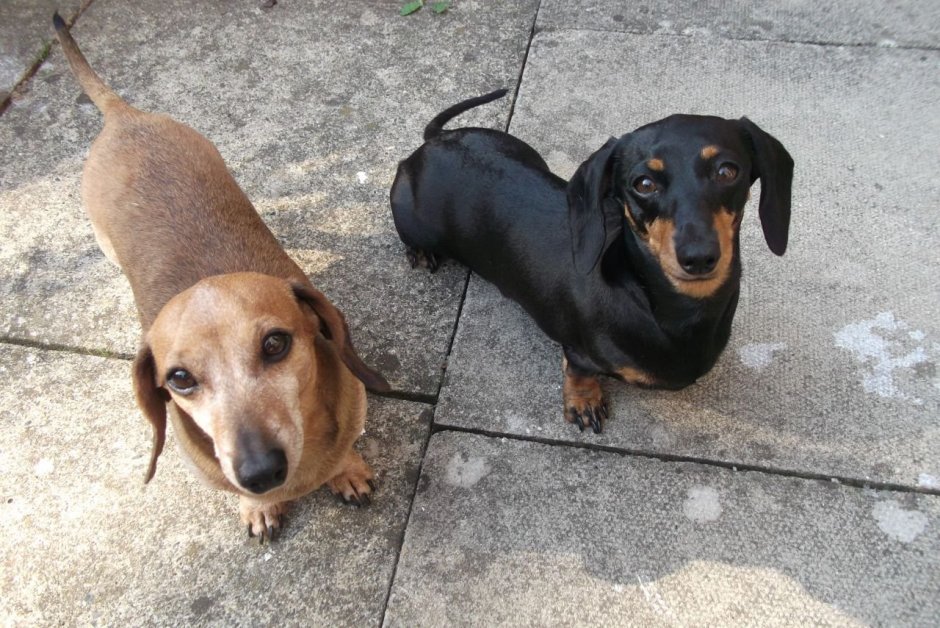 Кроличья такса длинношерстная мраморная