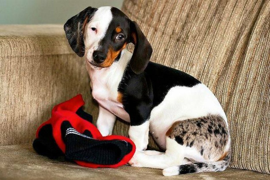 Кроличья такса пятнистая