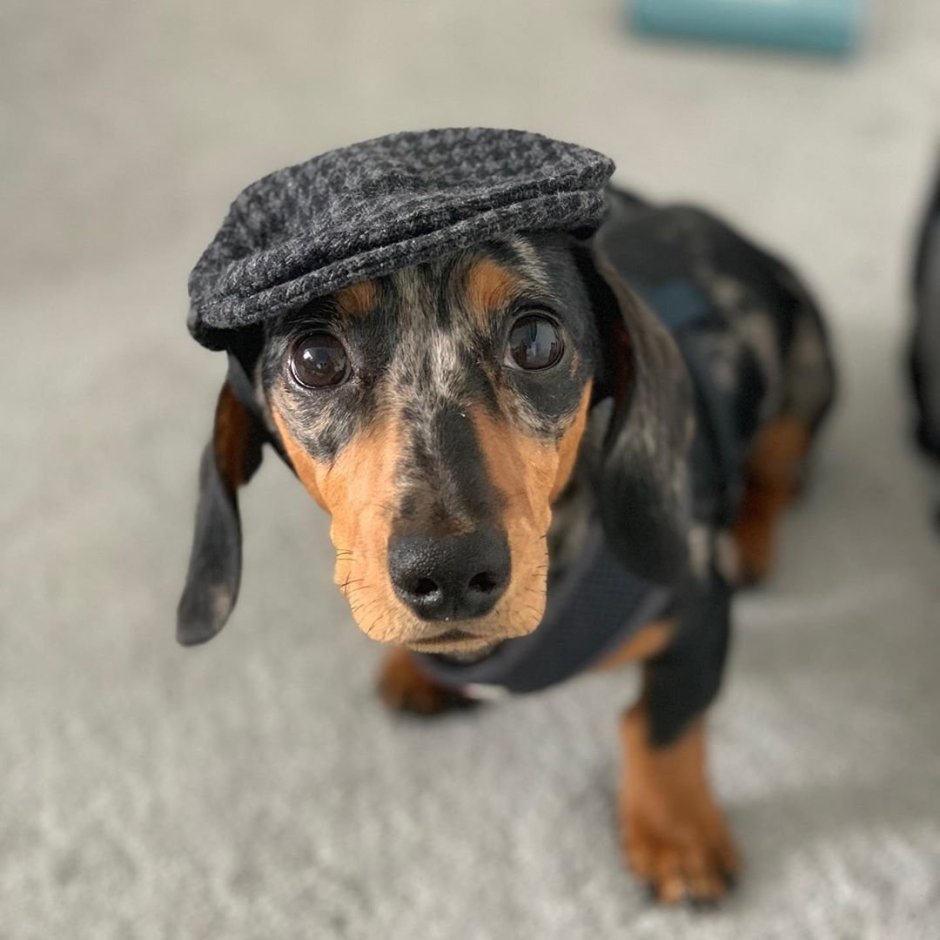 Такса окрас пайболд