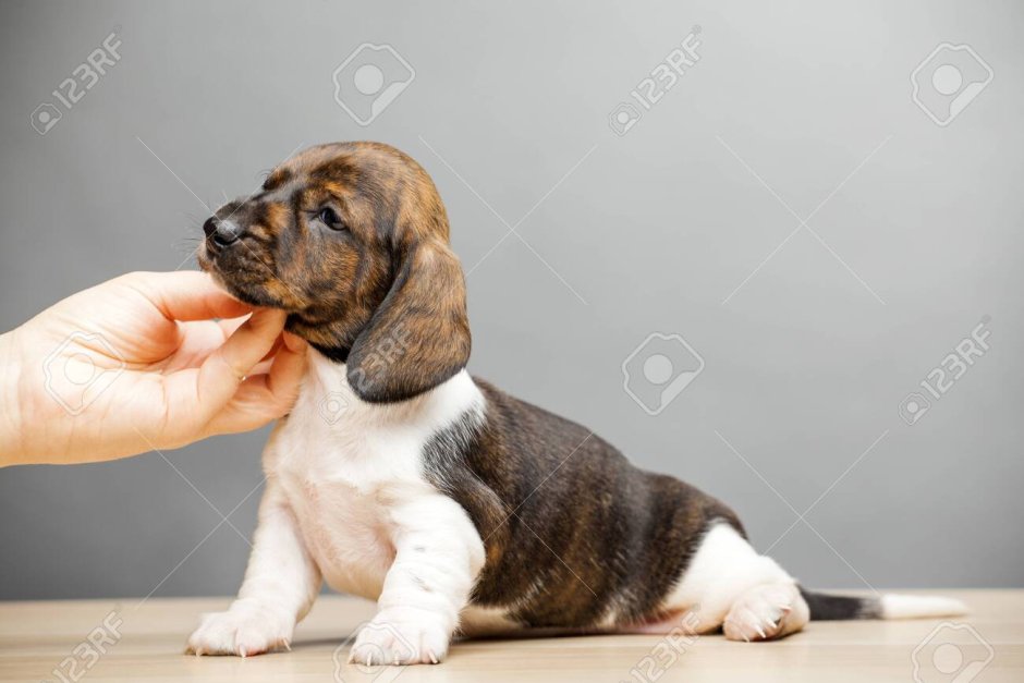 Кроличья такса пайболд