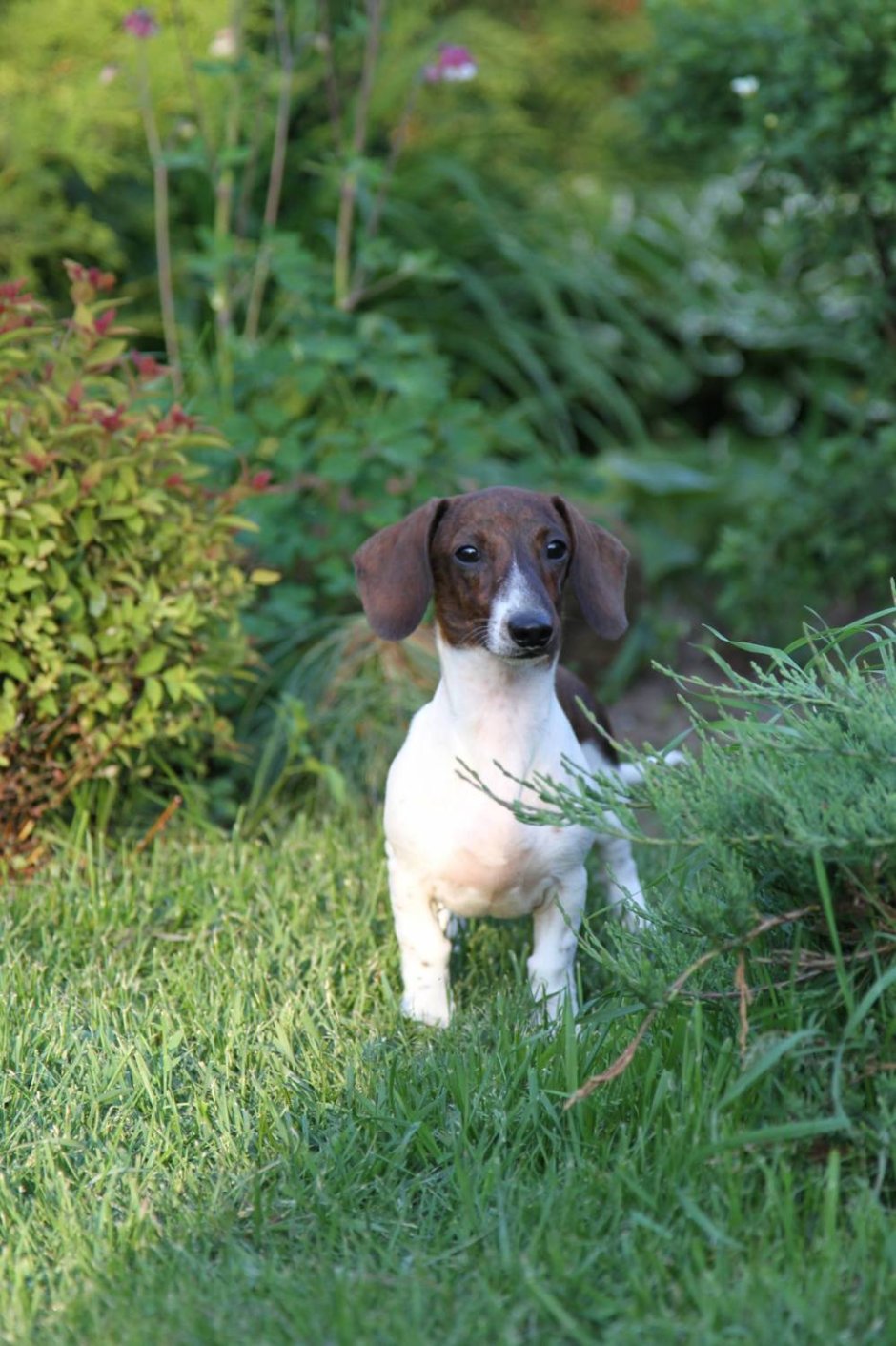 Такса длинношерстная Мерль