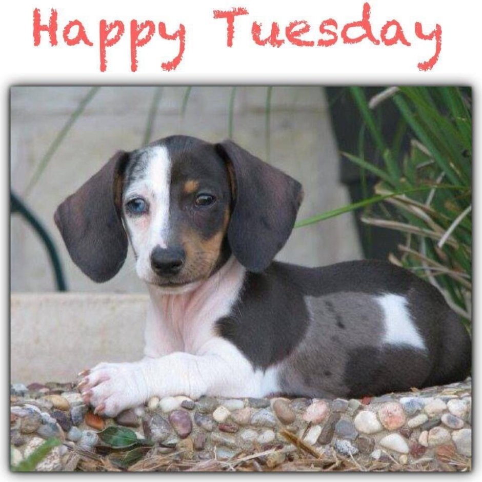 Трехцветная кроличья такса