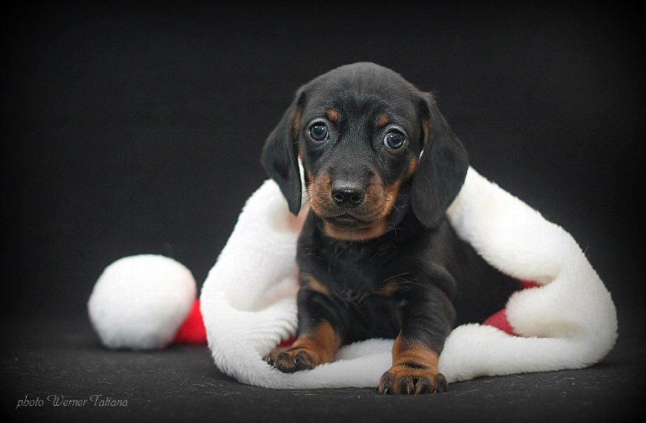 Такса окрас пайболд