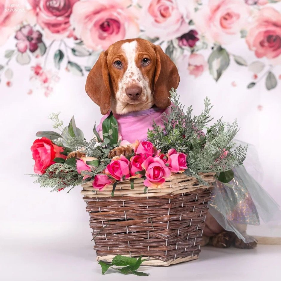 PAYBOLD мини такса пайболд