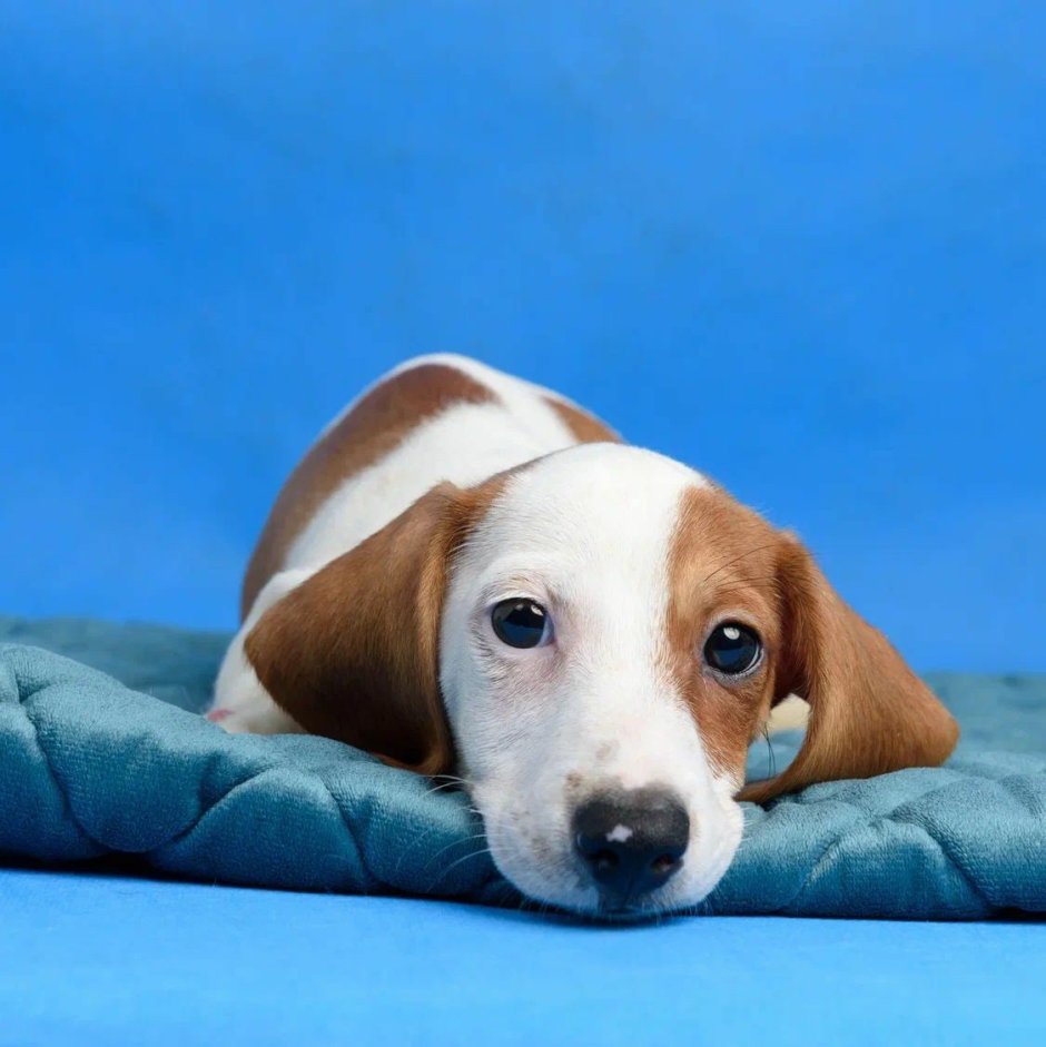 Такса пайболд 8436027618942