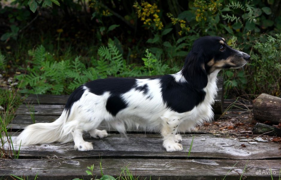 Такса пайболд Триколор