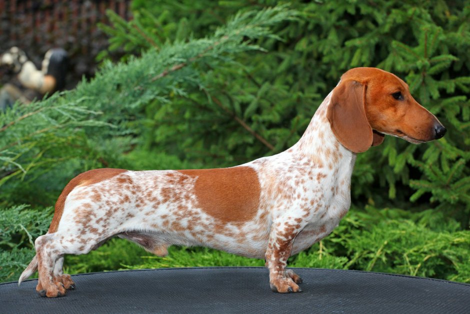 Мраморная такса пайболд