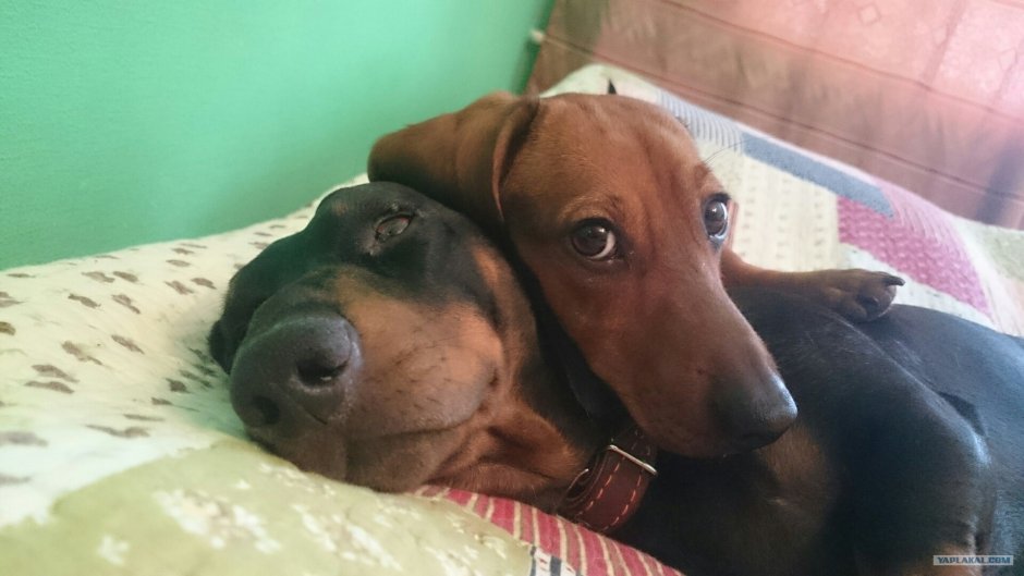 Такса рыжая гладкошерстная