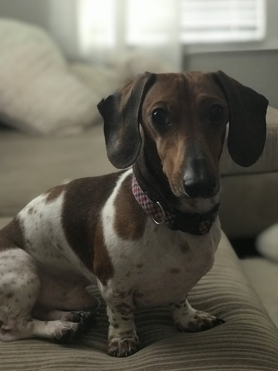 Такса окрас пайболд