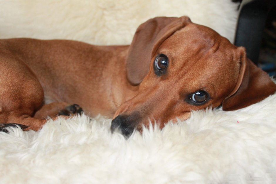 Кроличья такса гладкошерстная мраморная