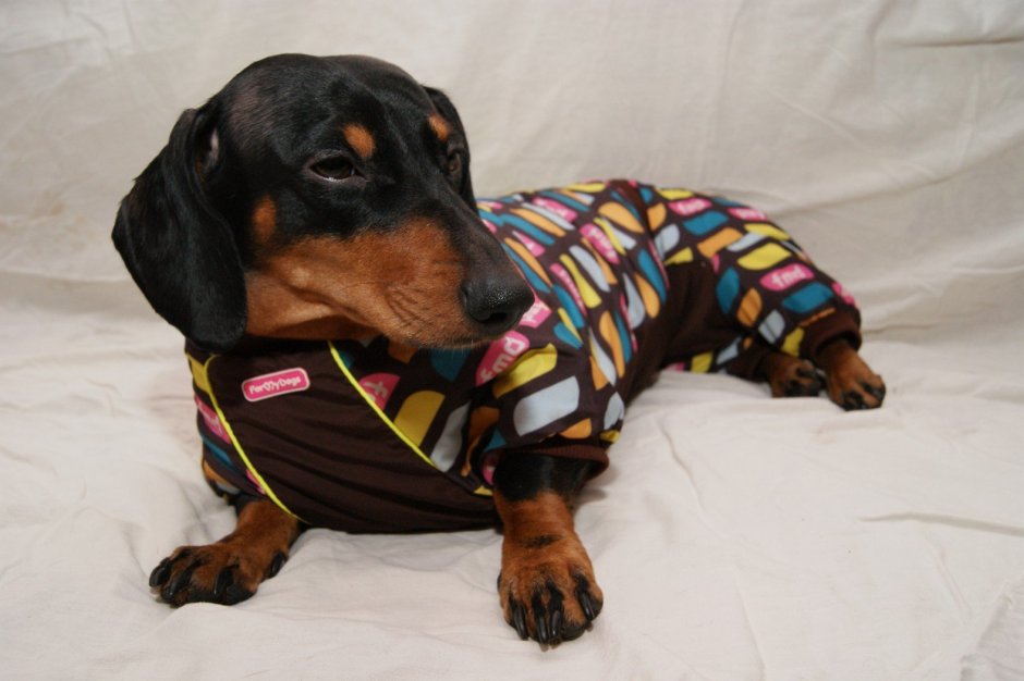 Такса далматинец