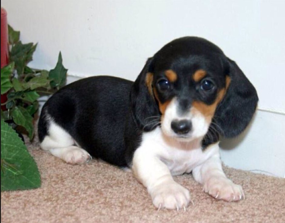 Такса пейнтбол