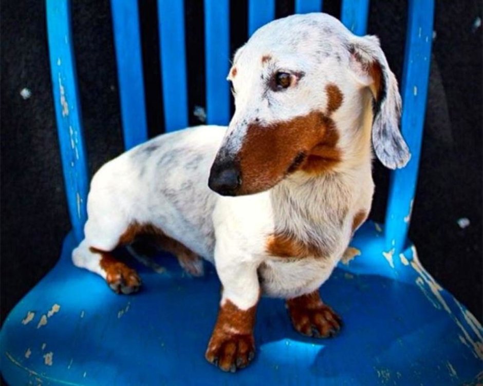 Такса щенок мини