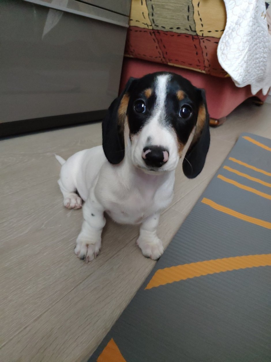 Такса сбоку