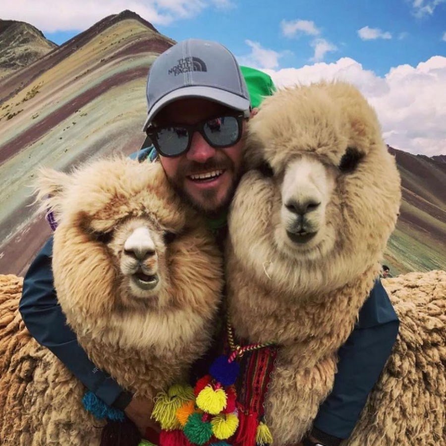 Альпаки в горах Перу