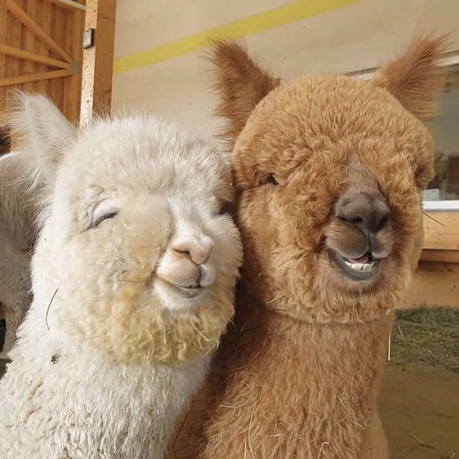 Альпака улыбается