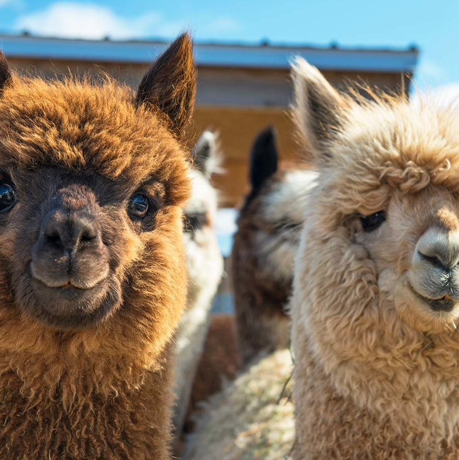 Аргентинский верблюдоид