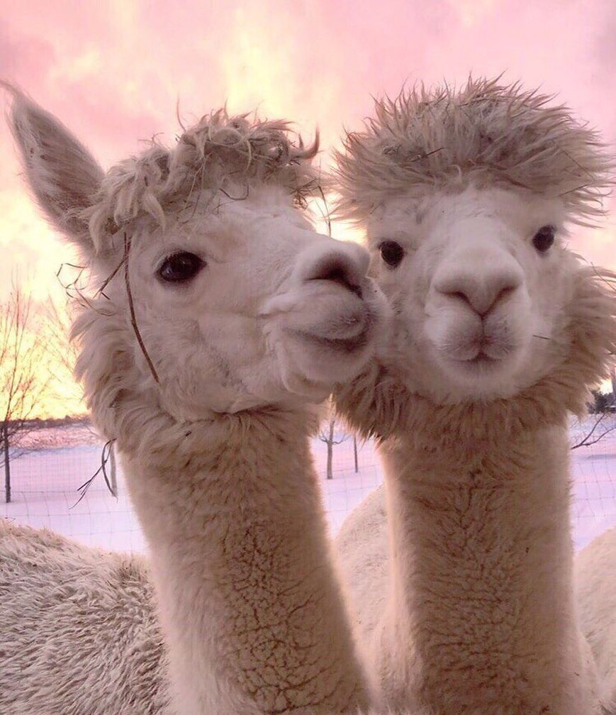 Эстетика ламы альпаки