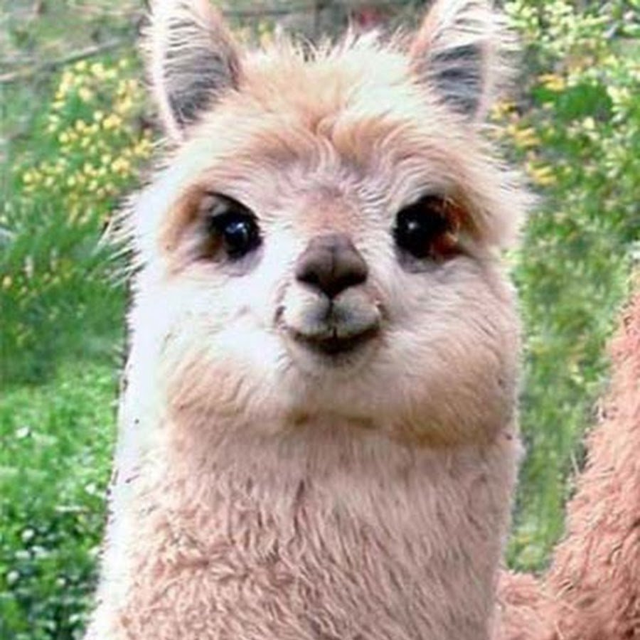 Лысая альпака