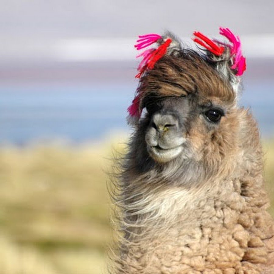 Альпака с цветами