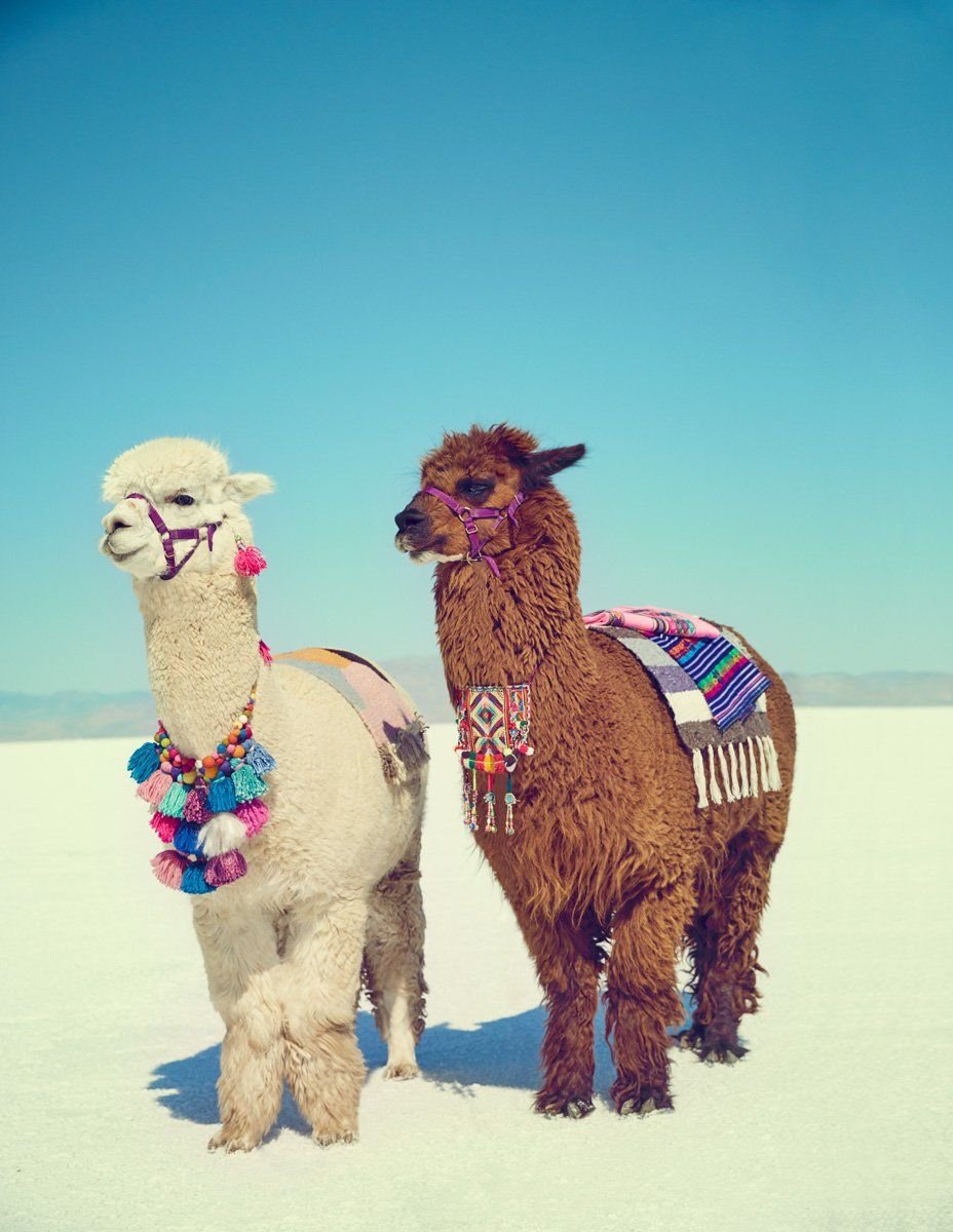 Мексика альпака