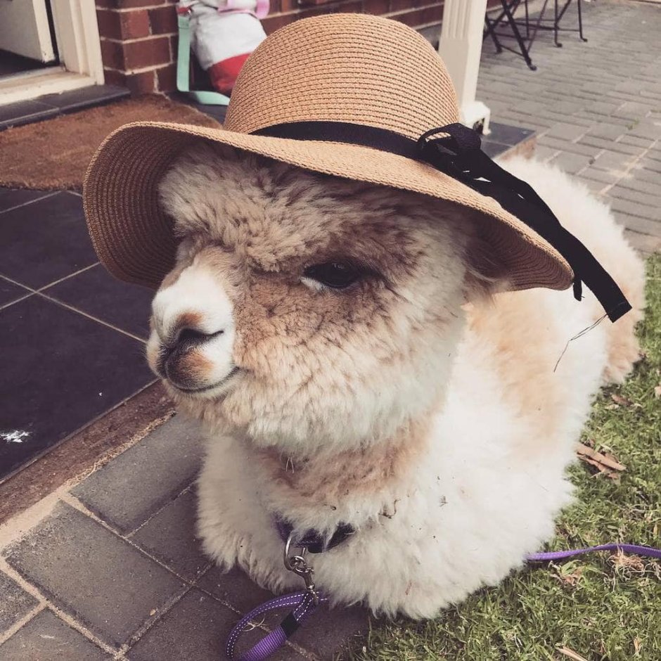 Альпака Альфи домашний питомец