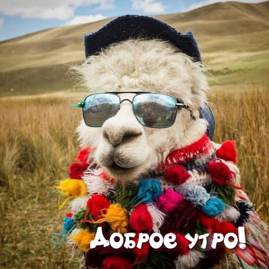 Модная лама