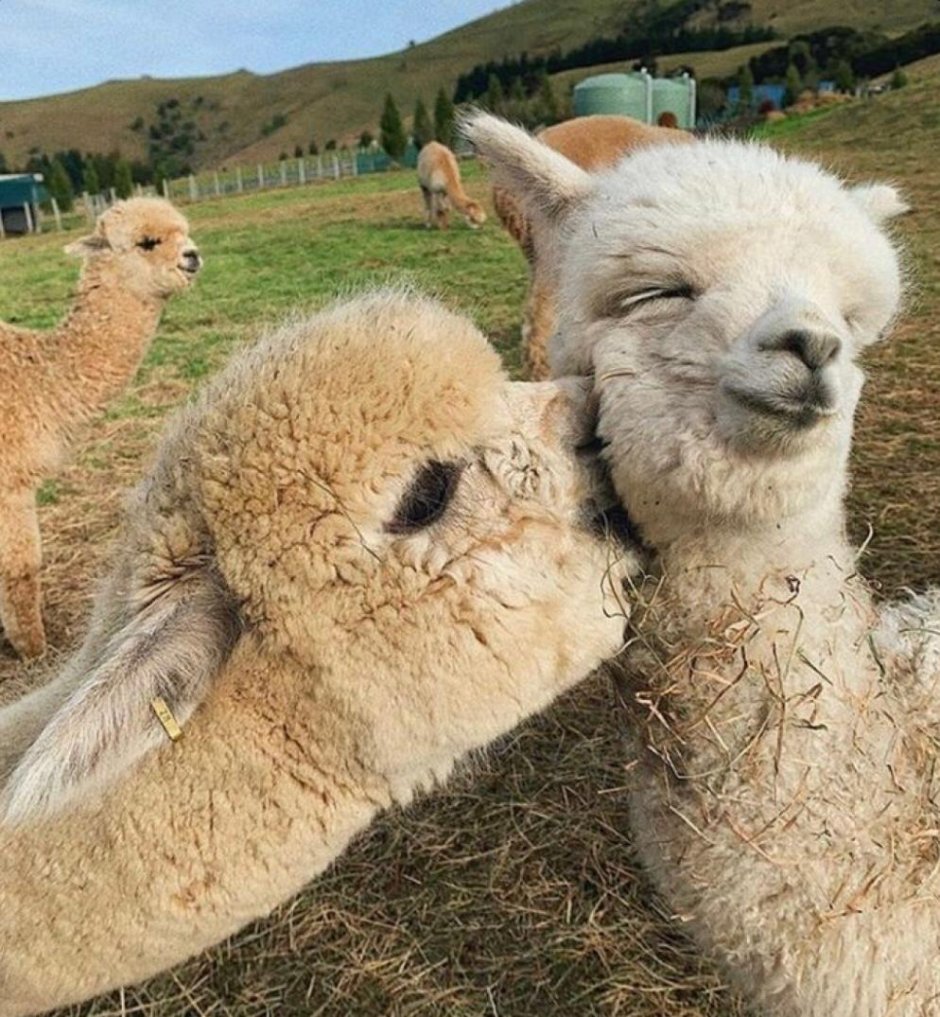 Альпака забавная