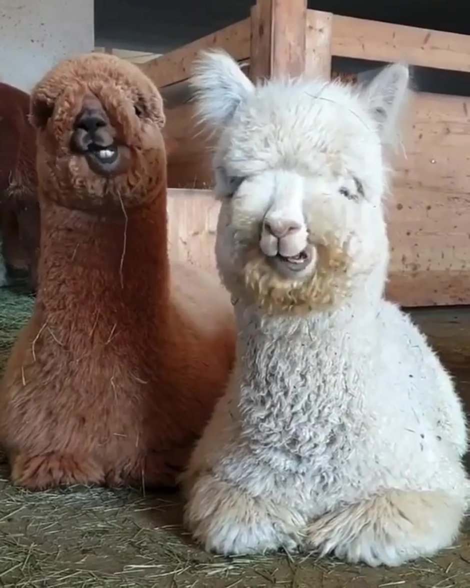 Крутая альпака