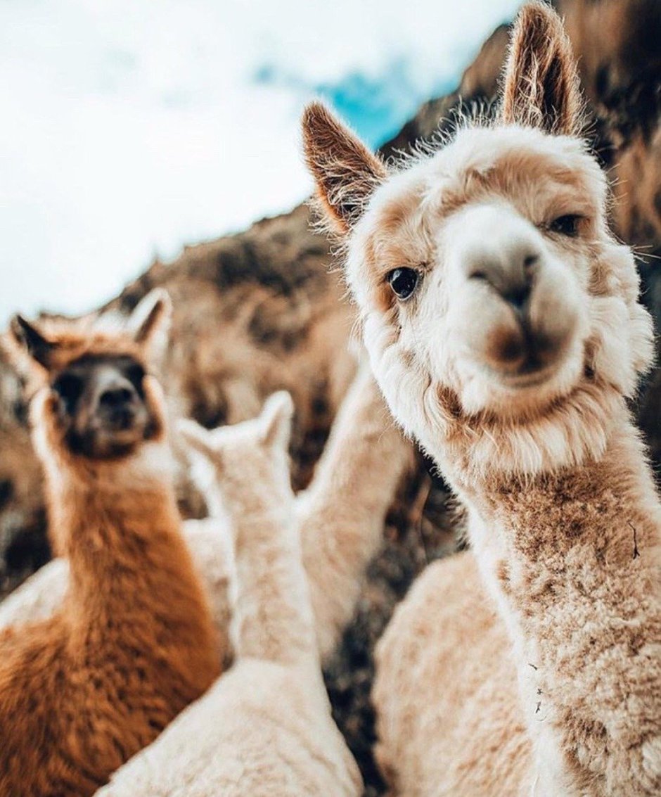 Эстетика ламы альпаки