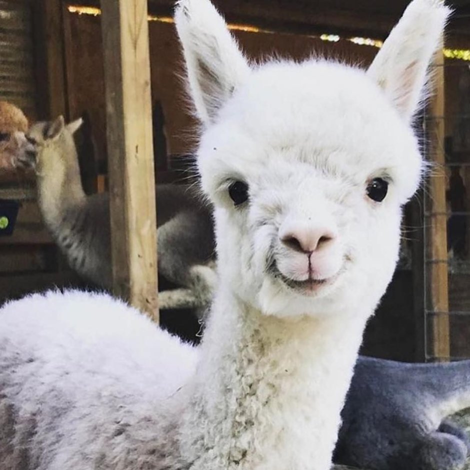Карликовая альпака