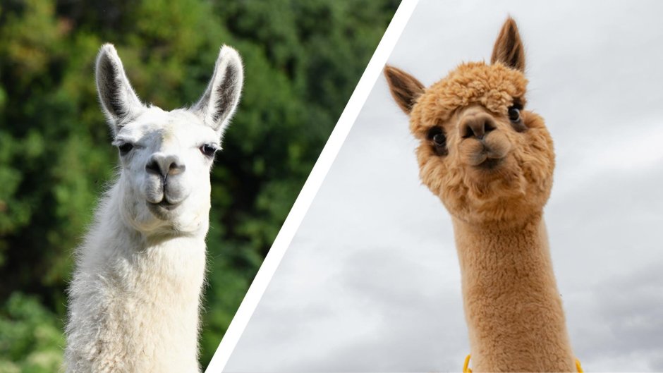 Альпака Еремей