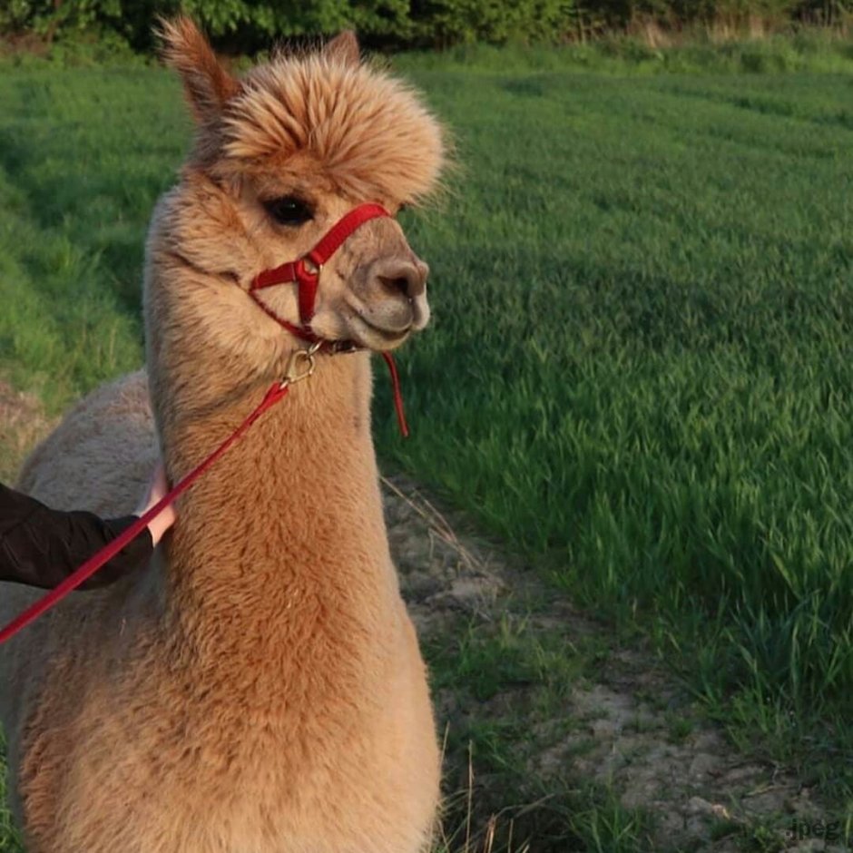 Средство альпак