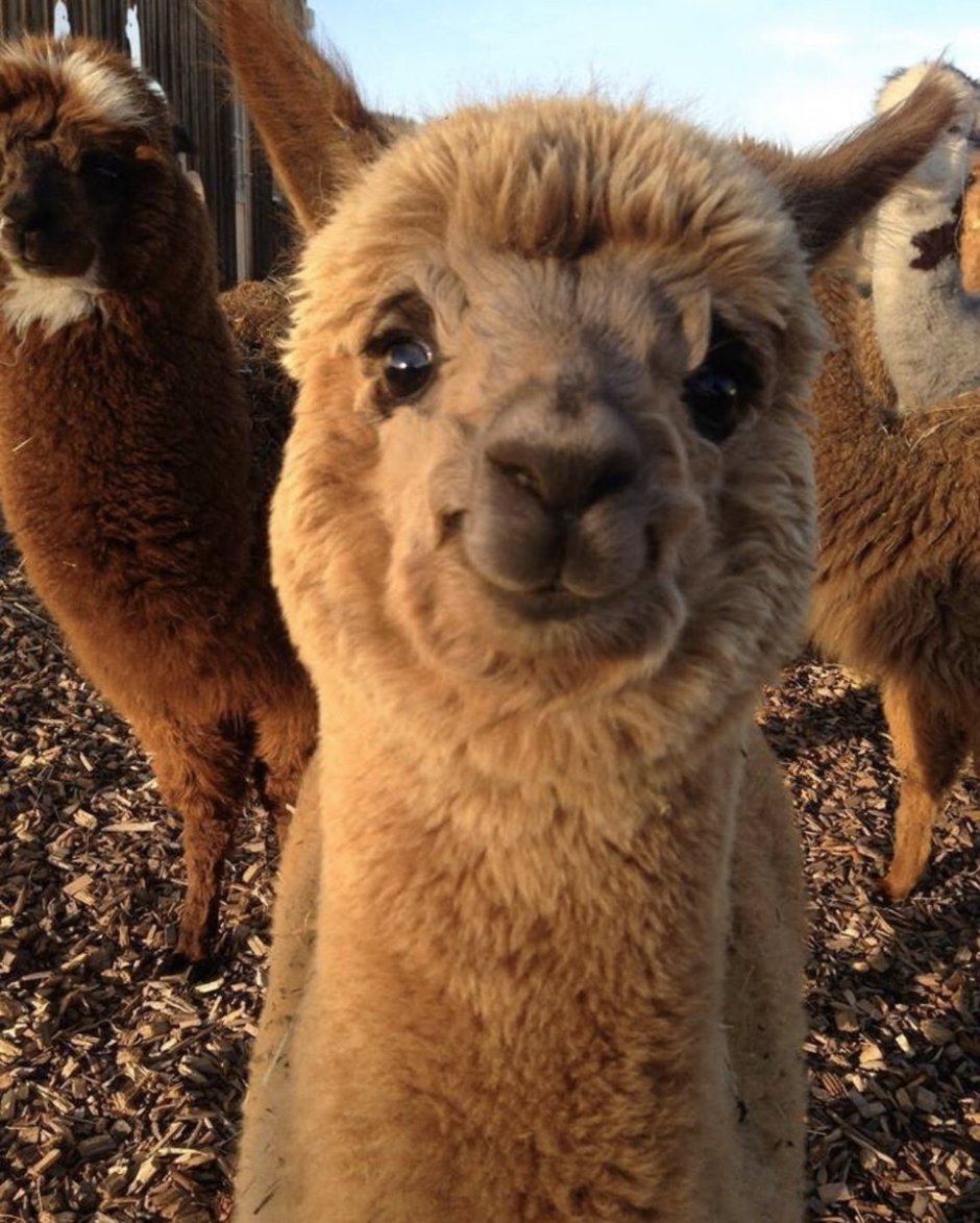 Альпаки улыбаки