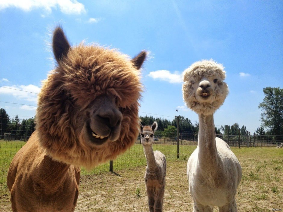 Альпака Чупака